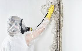 Best Biohazard Mold Removal in Forestbrook, SC